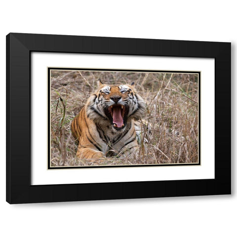 India-Madhya Pradesh-Bandhavgarh National Park Bengal tiger-endangered species Black Modern Wood Framed Art Print with Double Matting by Hopkins, Cindy Miller