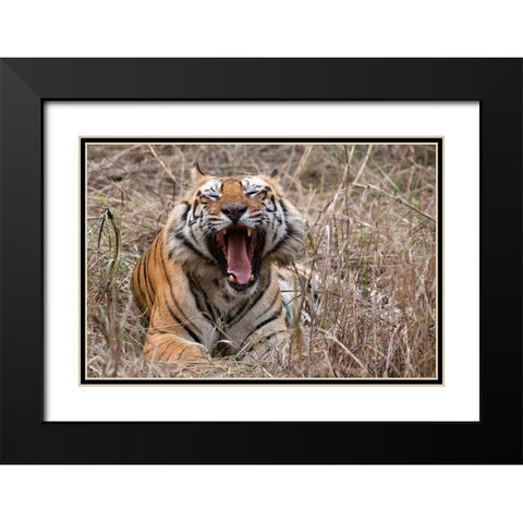 India-Madhya Pradesh-Bandhavgarh National Park Bengal tiger-endangered species Black Modern Wood Framed Art Print with Double Matting by Hopkins, Cindy Miller