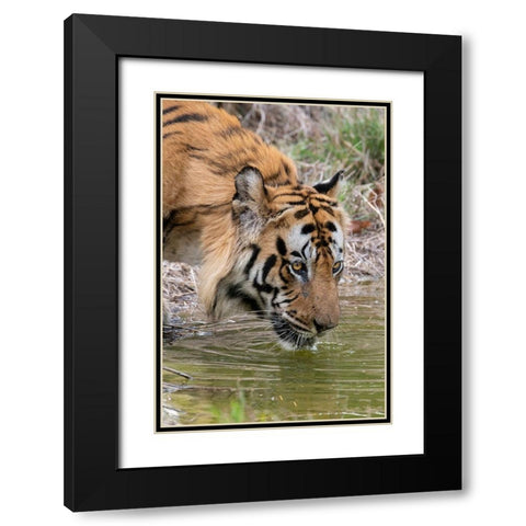 India-Madhya Pradesh-Bandhavgarh National Park Male Bengal tiger drinking from pond Black Modern Wood Framed Art Print with Double Matting by Hopkins, Cindy Miller