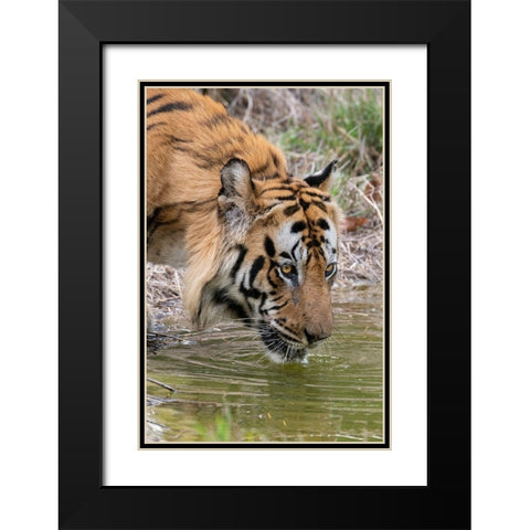 India-Madhya Pradesh-Bandhavgarh National Park Male Bengal tiger drinking from pond Black Modern Wood Framed Art Print with Double Matting by Hopkins, Cindy Miller