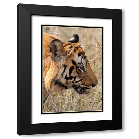 India-Madhya Pradesh-Bandhavgarh National Park Bengal tiger Black Modern Wood Framed Art Print with Double Matting by Hopkins, Cindy Miller
