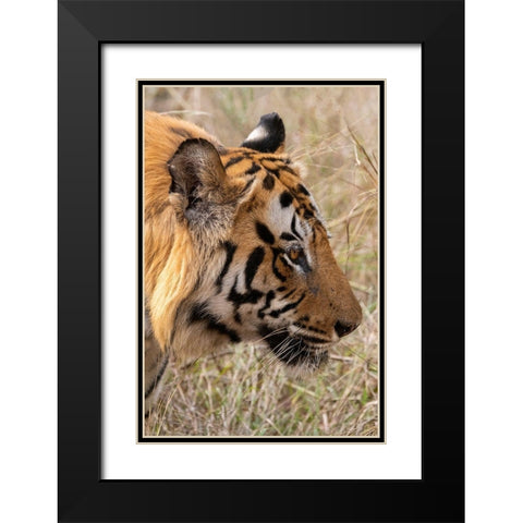 India-Madhya Pradesh-Bandhavgarh National Park Bengal tiger Black Modern Wood Framed Art Print with Double Matting by Hopkins, Cindy Miller