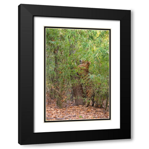 India-Madhya Pradesh-Bandhavgarh National Park Bengal tiger sent marking tree in bamboo habitat Black Modern Wood Framed Art Print with Double Matting by Hopkins, Cindy Miller
