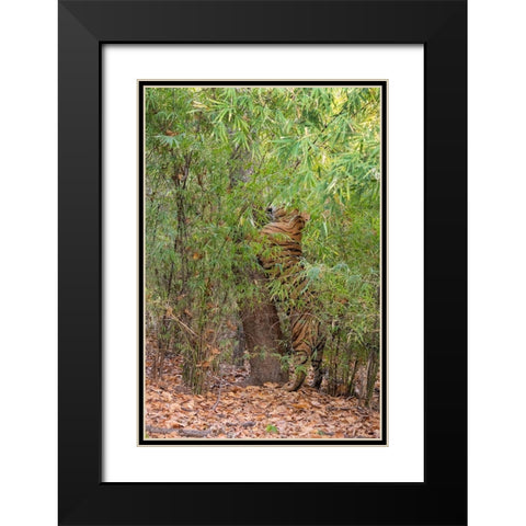 India-Madhya Pradesh-Bandhavgarh National Park Bengal tiger sent marking tree in bamboo habitat Black Modern Wood Framed Art Print with Double Matting by Hopkins, Cindy Miller