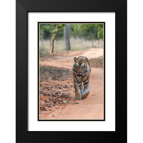 India-Madhya Pradesh-Bandhavgarh National Park Bengal tiger-endangered species Black Modern Wood Framed Art Print with Double Matting by Hopkins, Cindy Miller
