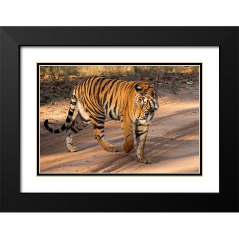 India-Madhya Pradesh-Bandhavgarh National Park Mature female Bengal tiger-endangered species Black Modern Wood Framed Art Print with Double Matting by Hopkins, Cindy Miller