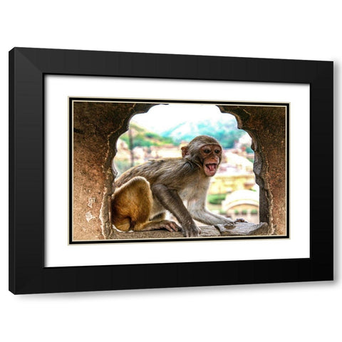 Jaipur-India-Monkey Temple-laughing Macaque Black Modern Wood Framed Art Print with Double Matting by Sienda, Jolly