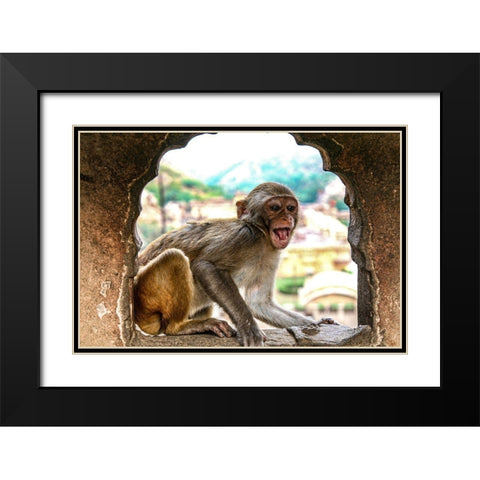 Jaipur-India-Monkey Temple-laughing Macaque Black Modern Wood Framed Art Print with Double Matting by Sienda, Jolly