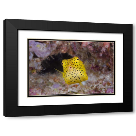 Indonesia, Komodo NP Juvenile box fish Black Modern Wood Framed Art Print with Double Matting by Shimlock, Jones