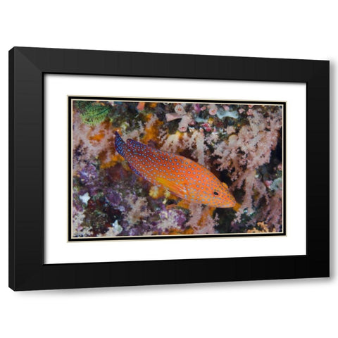 Indonesia, Komodo NP A coral trout among reef Black Modern Wood Framed Art Print with Double Matting by Shimlock, Jones