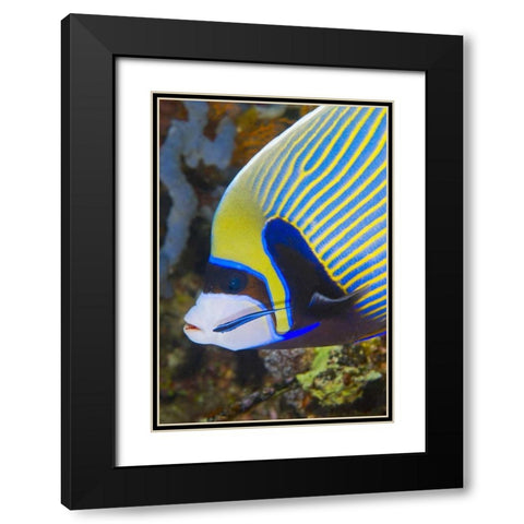 Indonesia, Komodo NP Angelfish being cleaned Black Modern Wood Framed Art Print with Double Matting by Shimlock, Jones