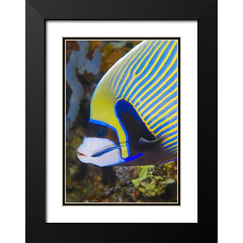 Indonesia, Komodo NP Angelfish being cleaned Black Modern Wood Framed Art Print with Double Matting by Shimlock, Jones