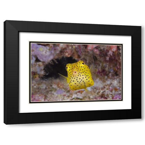 Indonesia, Komodo NP A juvenile boxfish Black Modern Wood Framed Art Print with Double Matting by Shimlock, Jones