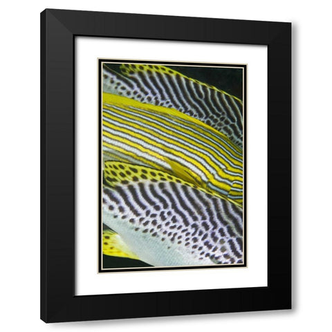 Indonesia, Komodo NP Banding on sweetlips fish Black Modern Wood Framed Art Print with Double Matting by Shimlock, Jones