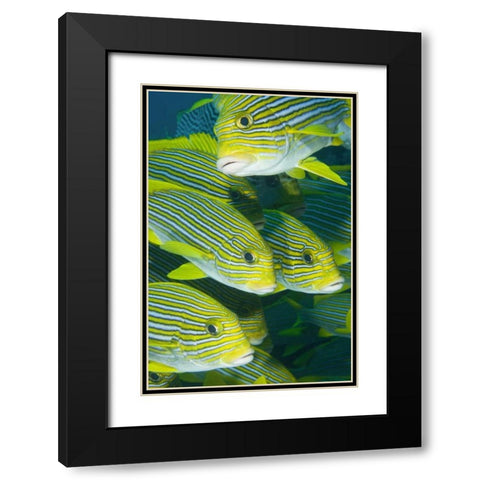 Indonesia, Komodo NP Ribbon sweetlips fish Black Modern Wood Framed Art Print with Double Matting by Shimlock, Jones