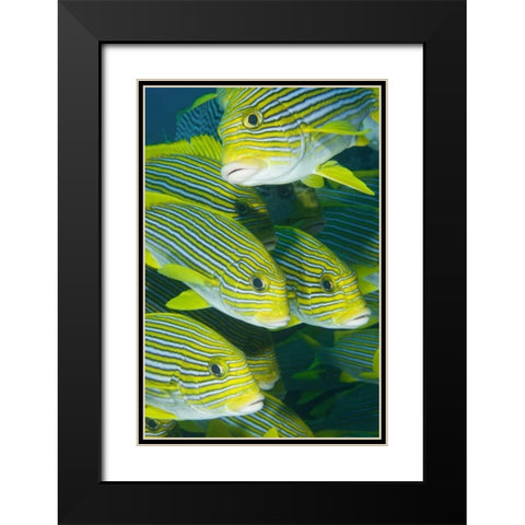 Indonesia, Komodo NP Ribbon sweetlips fish Black Modern Wood Framed Art Print with Double Matting by Shimlock, Jones