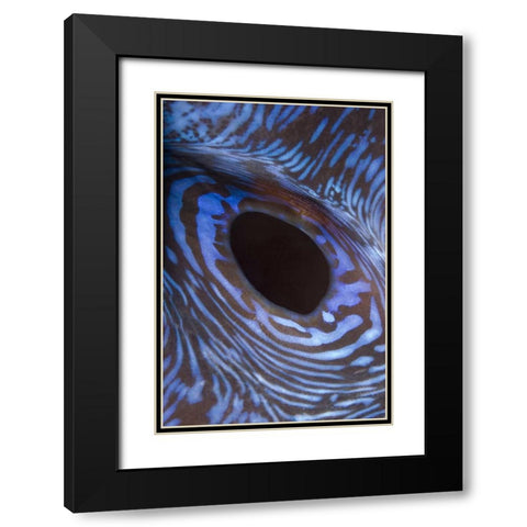 Indonesia, Komodo NP Giant tridacna clam Black Modern Wood Framed Art Print with Double Matting by Shimlock, Jones