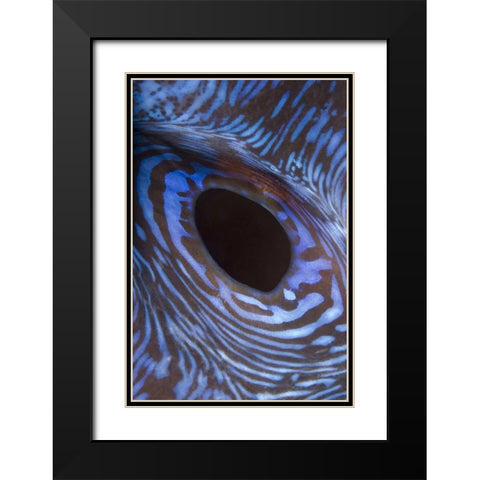 Indonesia, Komodo NP Giant tridacna clam Black Modern Wood Framed Art Print with Double Matting by Shimlock, Jones