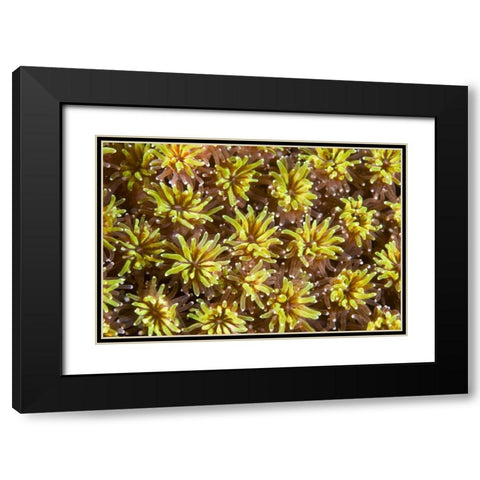 Indonesia, Komodo NP Tentacles of polyps Black Modern Wood Framed Art Print with Double Matting by Shimlock, Jones