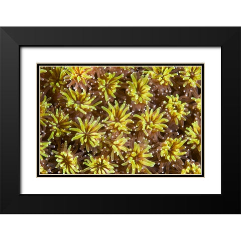 Indonesia, Komodo NP Tentacles of polyps Black Modern Wood Framed Art Print with Double Matting by Shimlock, Jones