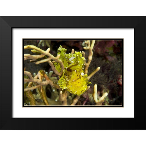 Indonesia, Komodo NP Sailfin leaffish in coral Black Modern Wood Framed Art Print with Double Matting by Shimlock, Jones