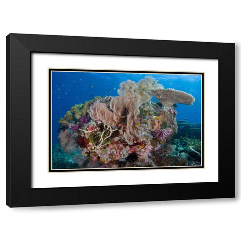 Indonesia, Komodo NP Protected coral reef Black Modern Wood Framed Art Print with Double Matting by Shimlock, Jones