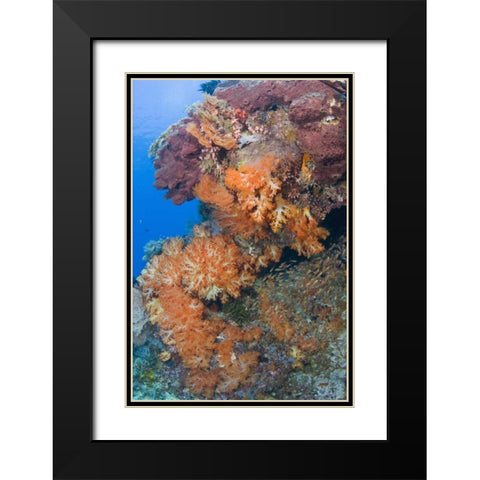 Indonesia, Komodo NP Protected coral reef Black Modern Wood Framed Art Print with Double Matting by Shimlock, Jones