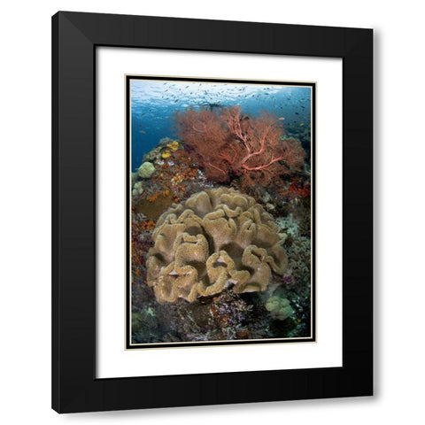 Indonesia Pristine coral reef off Misool Island Black Modern Wood Framed Art Print with Double Matting by Shimlock, Jones