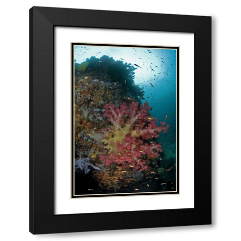 Indonesia, Triton Bay Soft coral on a boulder Black Modern Wood Framed Art Print with Double Matting by Shimlock, Jones