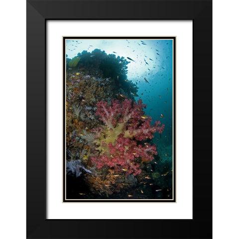 Indonesia, Triton Bay Soft coral on a boulder Black Modern Wood Framed Art Print with Double Matting by Shimlock, Jones