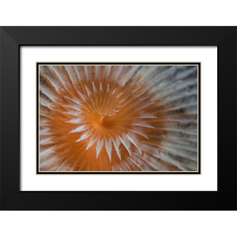 Indonesia, Papua, Fakfak Feather-duster worm Black Modern Wood Framed Art Print with Double Matting by Shimlock, Jones