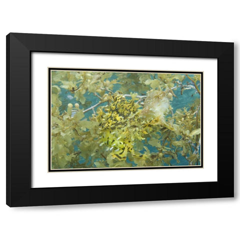 Indonesia, Papua, Fakfak Frogfish camouflaged Black Modern Wood Framed Art Print with Double Matting by Shimlock, Jones