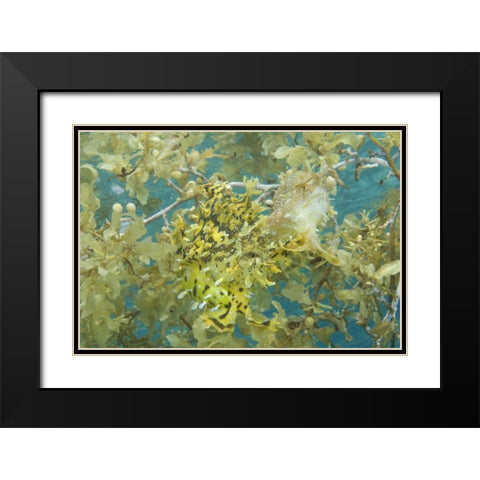 Indonesia, Papua, Fakfak Frogfish camouflaged Black Modern Wood Framed Art Print with Double Matting by Shimlock, Jones