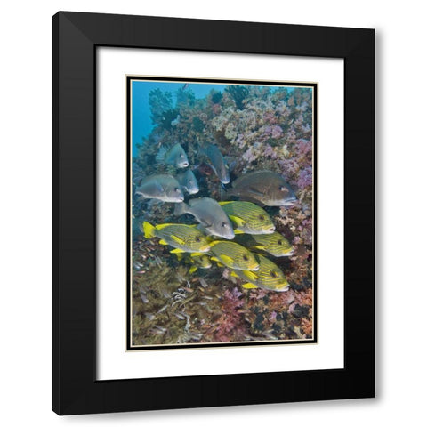 Indonesia,Triton Bay Schooling fish and coral Black Modern Wood Framed Art Print with Double Matting by Shimlock, Jones