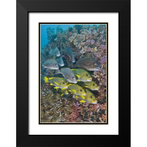 Indonesia,Triton Bay Schooling fish and coral Black Modern Wood Framed Art Print with Double Matting by Shimlock, Jones