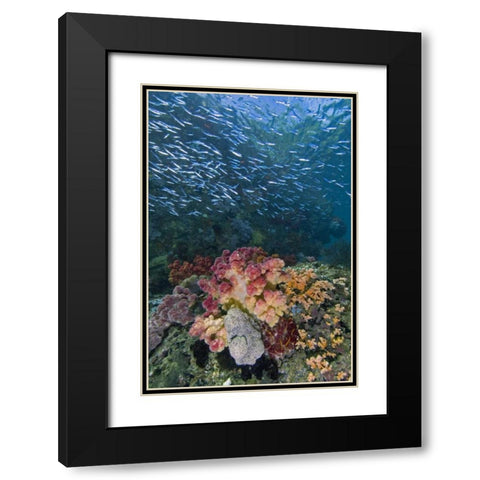 Indonesia, Triton Bay School of silversides fish Black Modern Wood Framed Art Print with Double Matting by Shimlock, Jones