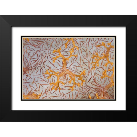 Indonesia, Papua Detail of a soft coral polyps Black Modern Wood Framed Art Print with Double Matting by Shimlock, Jones