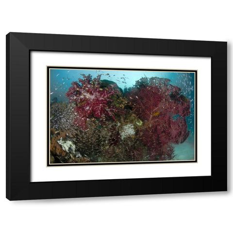 Indonesia, Papua Reef panorama of soft coral Black Modern Wood Framed Art Print with Double Matting by Shimlock, Jones