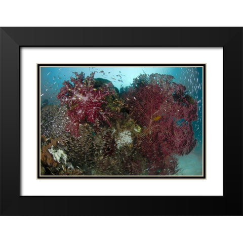 Indonesia, Papua Reef panorama of soft coral Black Modern Wood Framed Art Print with Double Matting by Shimlock, Jones