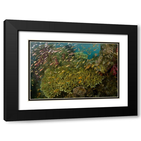 Indonesia Reef panorama of corals and fish Black Modern Wood Framed Art Print with Double Matting by Shimlock, Jones