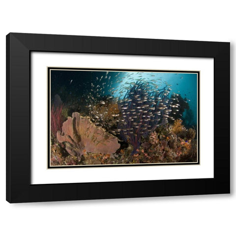 Indonesia Corals and glassy cardinalfish Black Modern Wood Framed Art Print with Double Matting by Shimlock, Jones