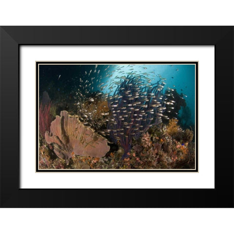 Indonesia Corals and glassy cardinalfish Black Modern Wood Framed Art Print with Double Matting by Shimlock, Jones