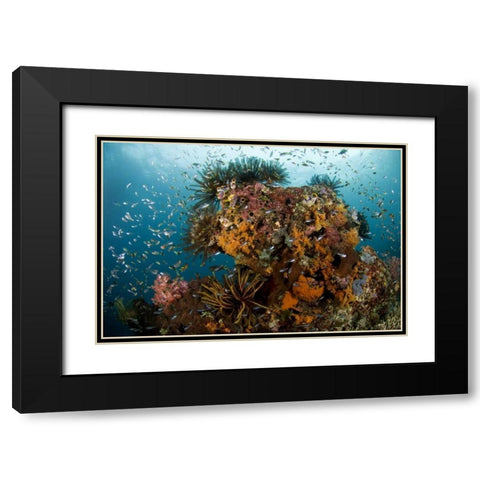 Indonesia, Papua Reef scenic with coral and fish Black Modern Wood Framed Art Print with Double Matting by Shimlock, Jones
