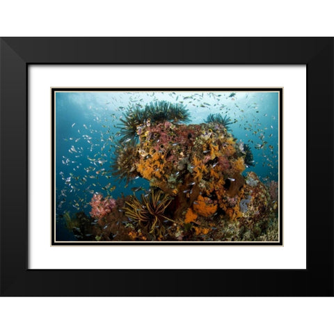 Indonesia, Papua Reef scenic with coral and fish Black Modern Wood Framed Art Print with Double Matting by Shimlock, Jones