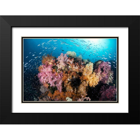 Indonesia, Papua Reef scenic with coral and fish Black Modern Wood Framed Art Print with Double Matting by Shimlock, Jones