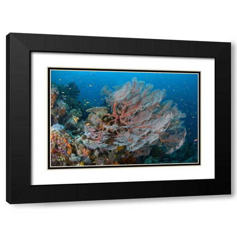 Indonesia, Papua Reef with large seafan and Fish Black Modern Wood Framed Art Print with Double Matting by Shimlock, Jones