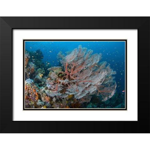 Indonesia, Papua Reef with large seafan and Fish Black Modern Wood Framed Art Print with Double Matting by Shimlock, Jones
