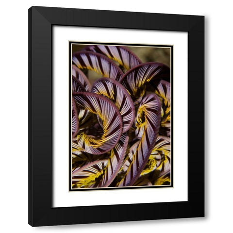 Indonesia, Misool Island Detail of a crinoid Black Modern Wood Framed Art Print with Double Matting by Shimlock, Jones
