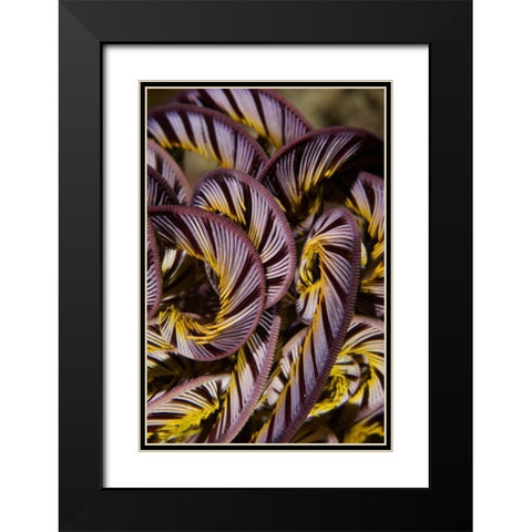 Indonesia, Misool Island Detail of a crinoid Black Modern Wood Framed Art Print with Double Matting by Shimlock, Jones