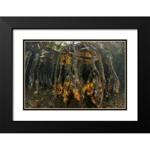 Indonesia, Misool Islands Coral on mangroves Black Modern Wood Framed Art Print with Double Matting by Shimlock, Jones